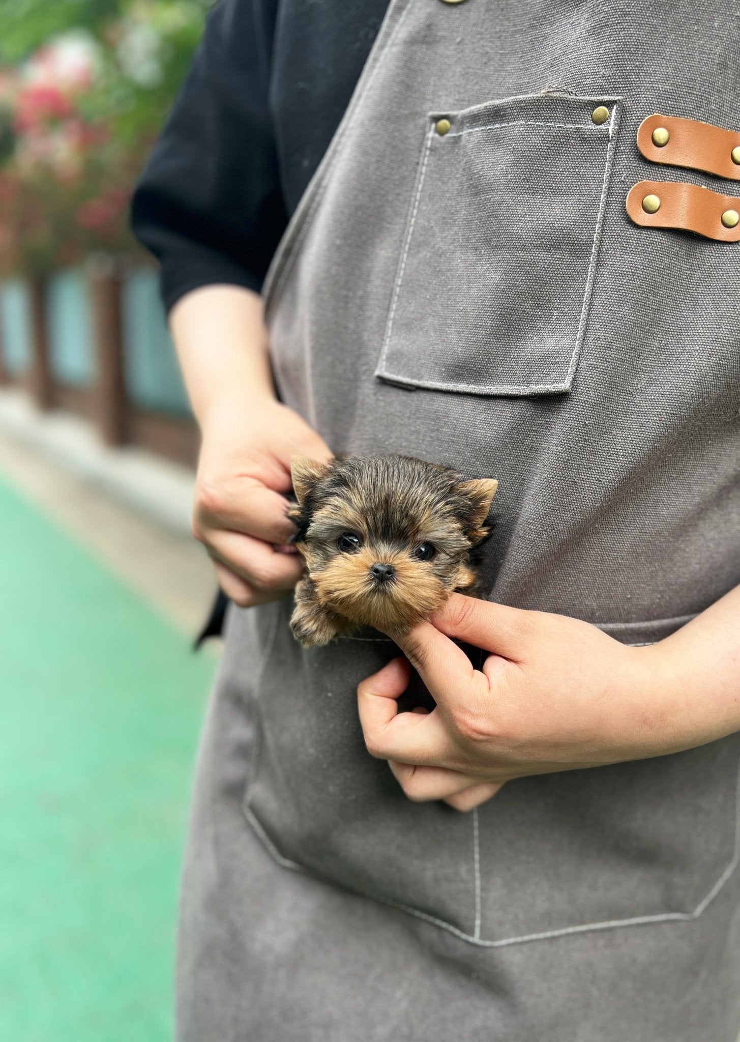 Yorkshire Terrier - Vivien(Female) - Beautiful puppy teacup puppy with adorable features available for adoption from Velydog